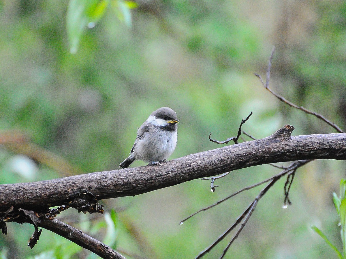 Gray-headed Chickadee - ML639123312
