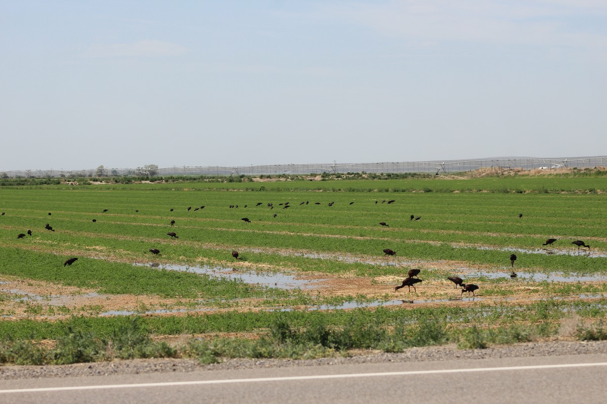 White-faced Ibis - ML639123316