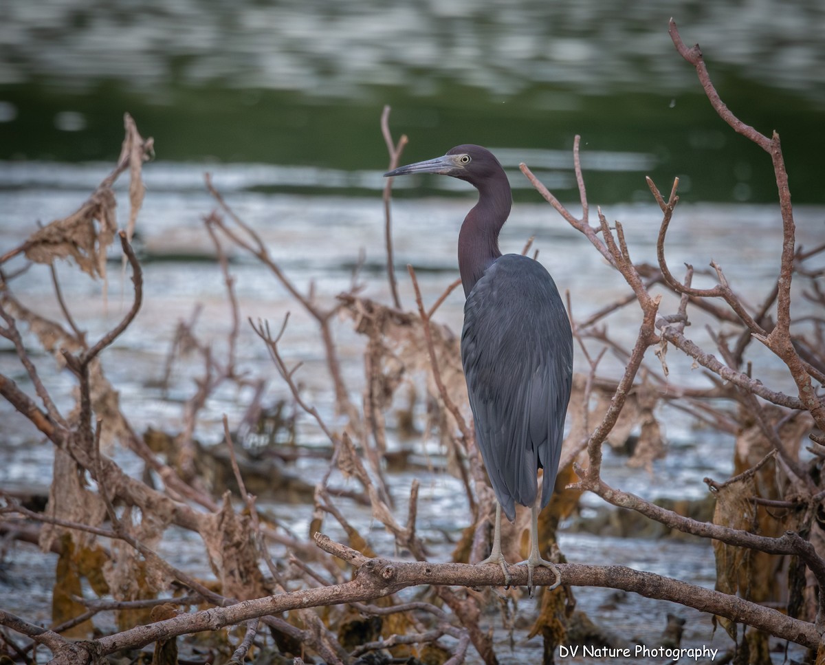 Little Blue Heron - ML639123323