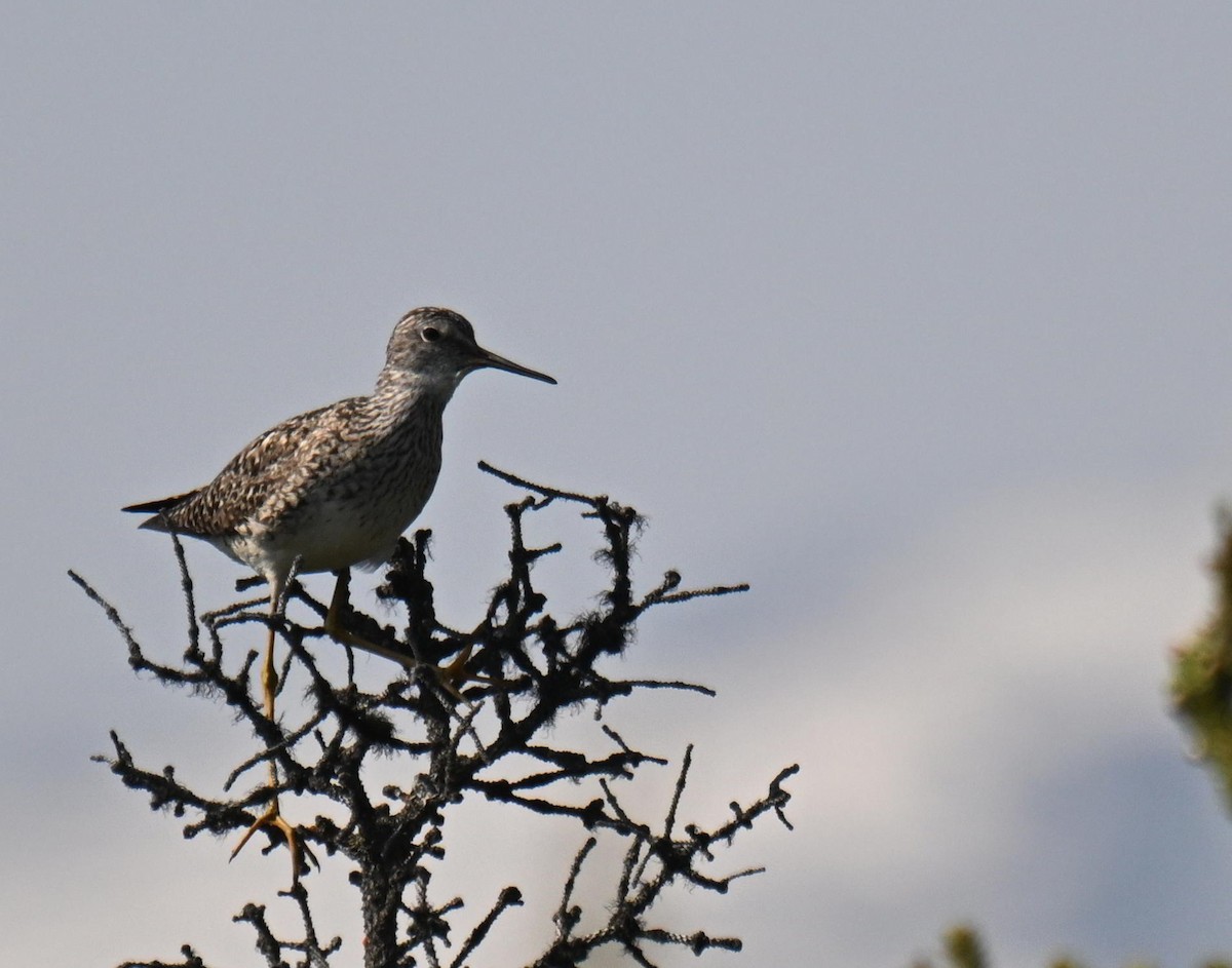 Lesser Yellowlegs - ML639123329