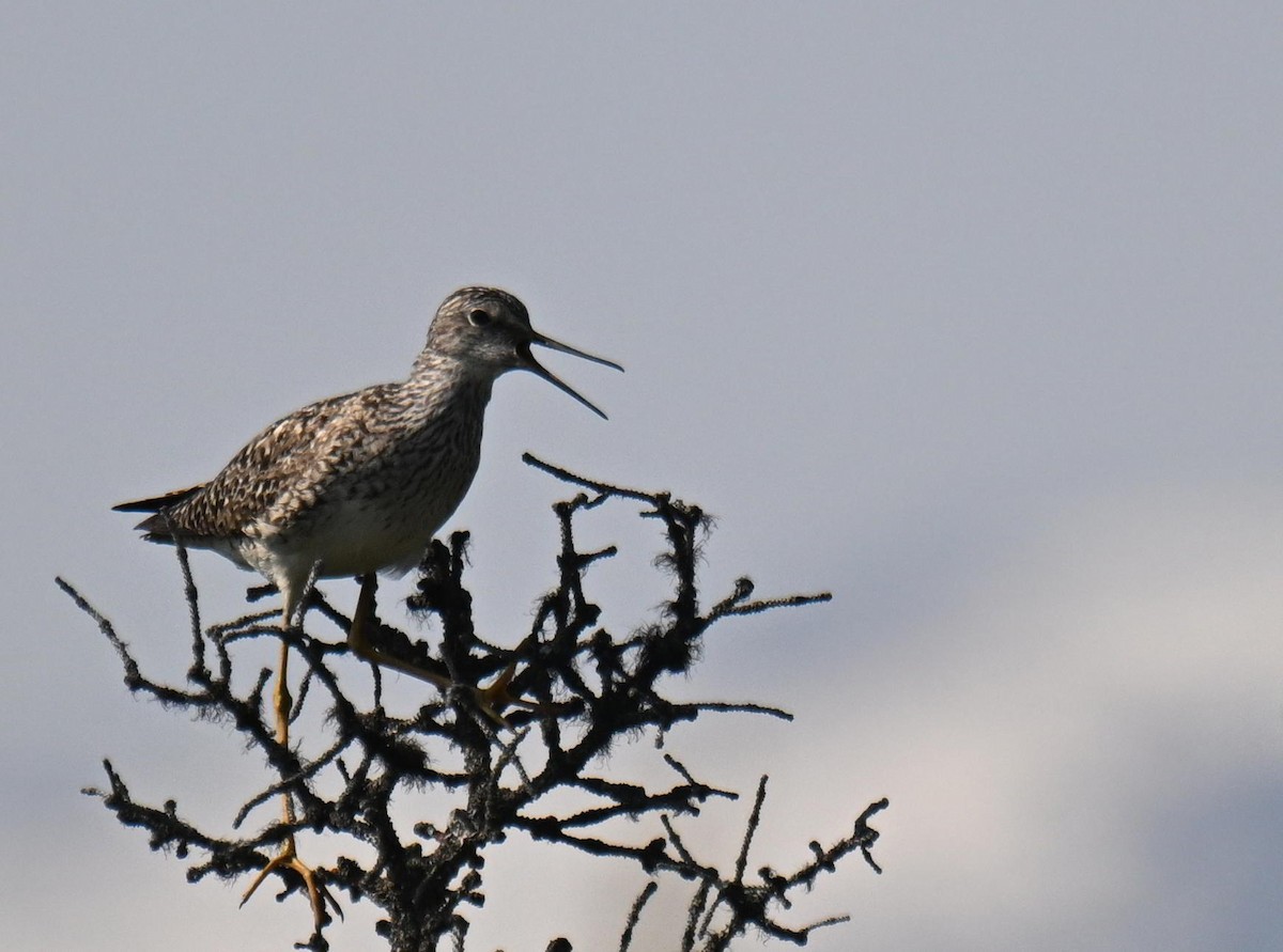 Lesser Yellowlegs - ML639123330