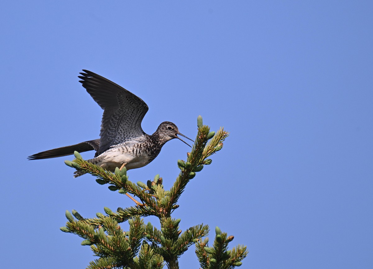 Lesser Yellowlegs - ML639123331