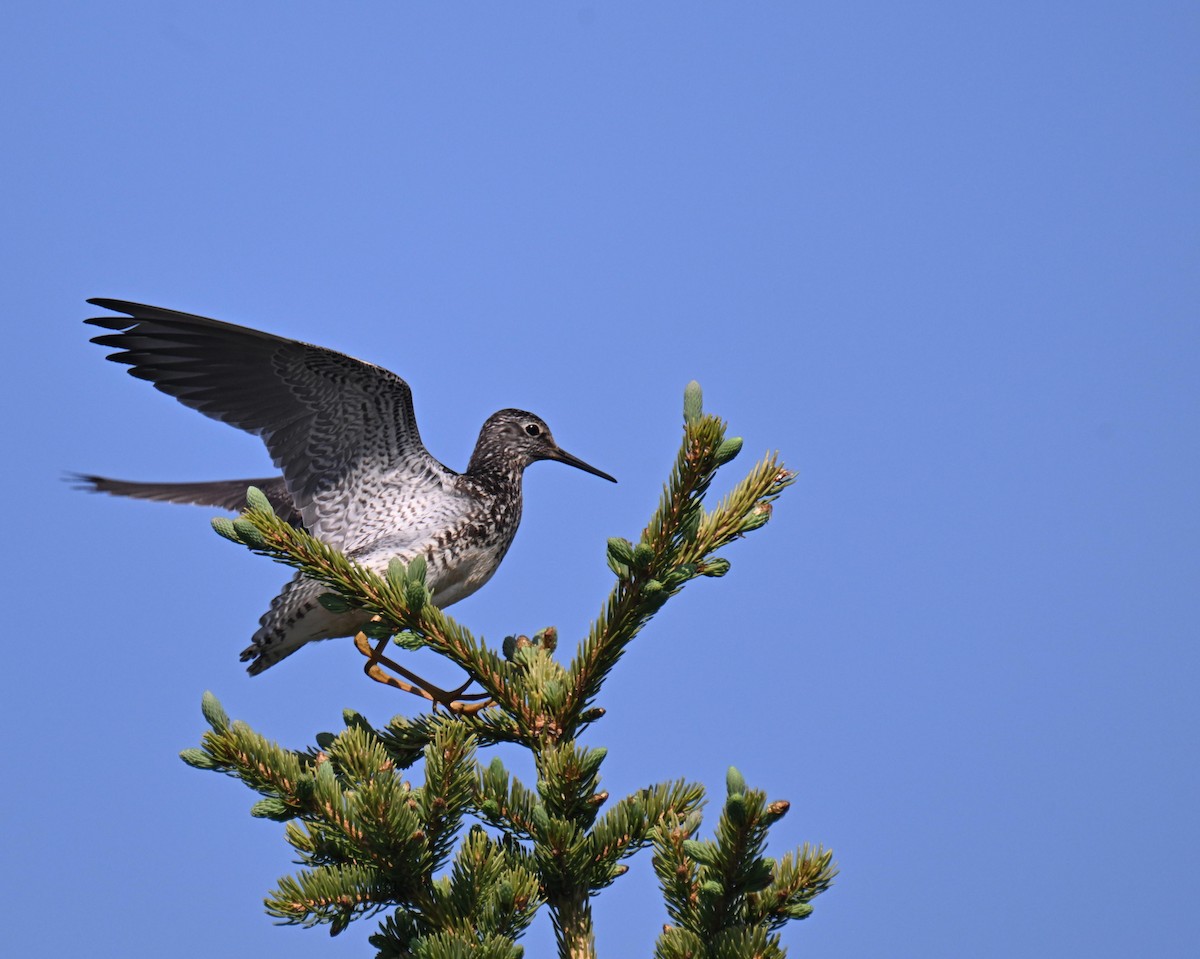 Lesser Yellowlegs - ML639123333