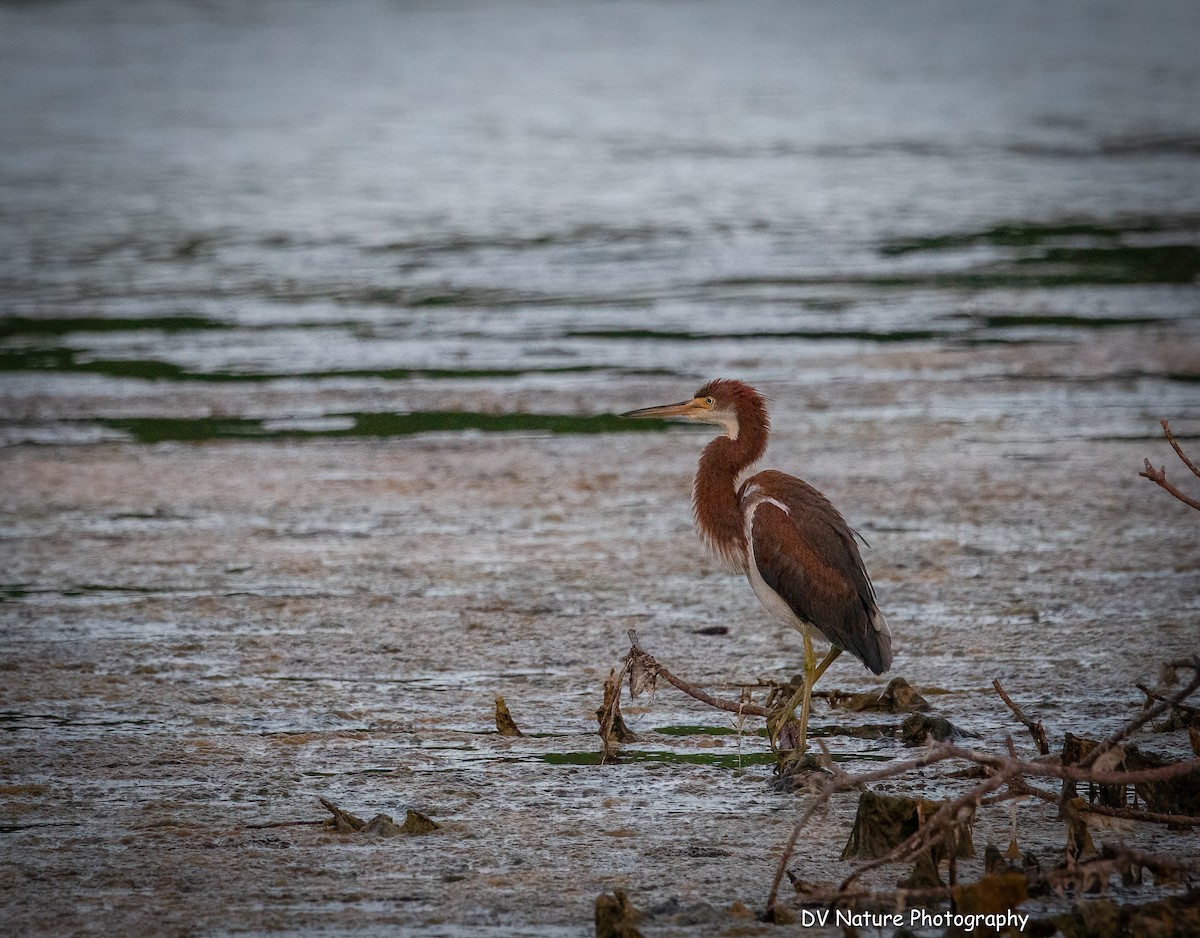Tricolored Heron - ML639123346