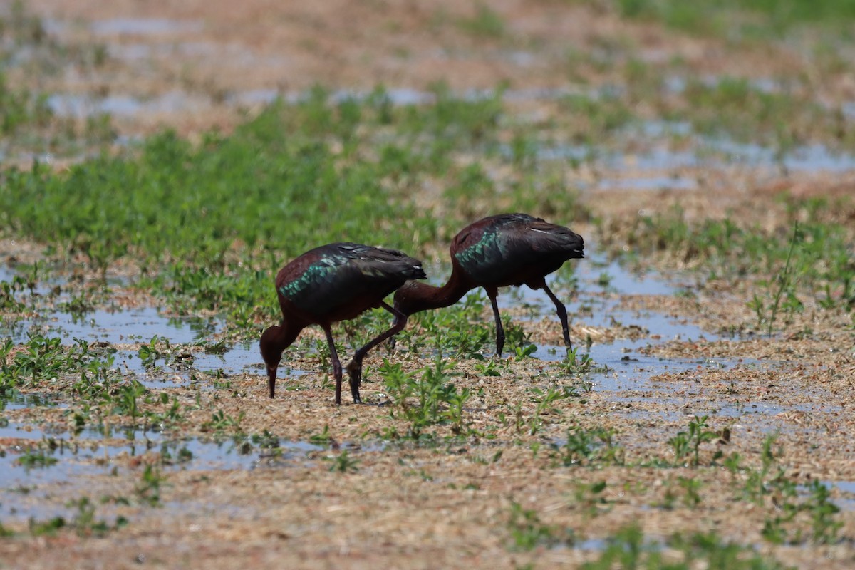 White-faced Ibis - ML639123352