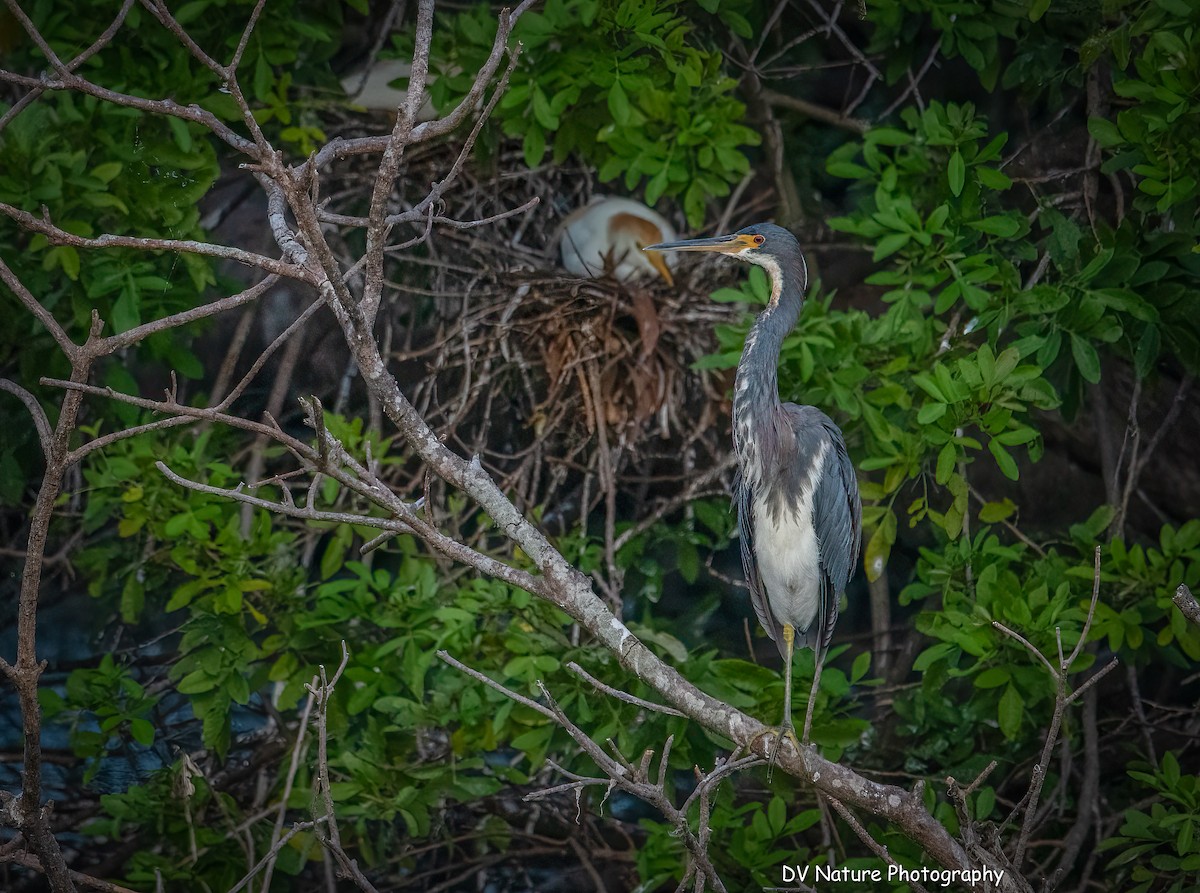 Tricolored Heron - ML639123353