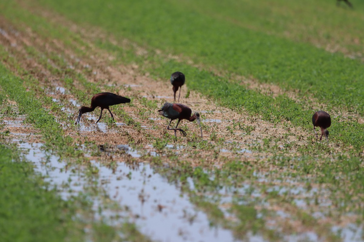 White-faced Ibis - ML639123359