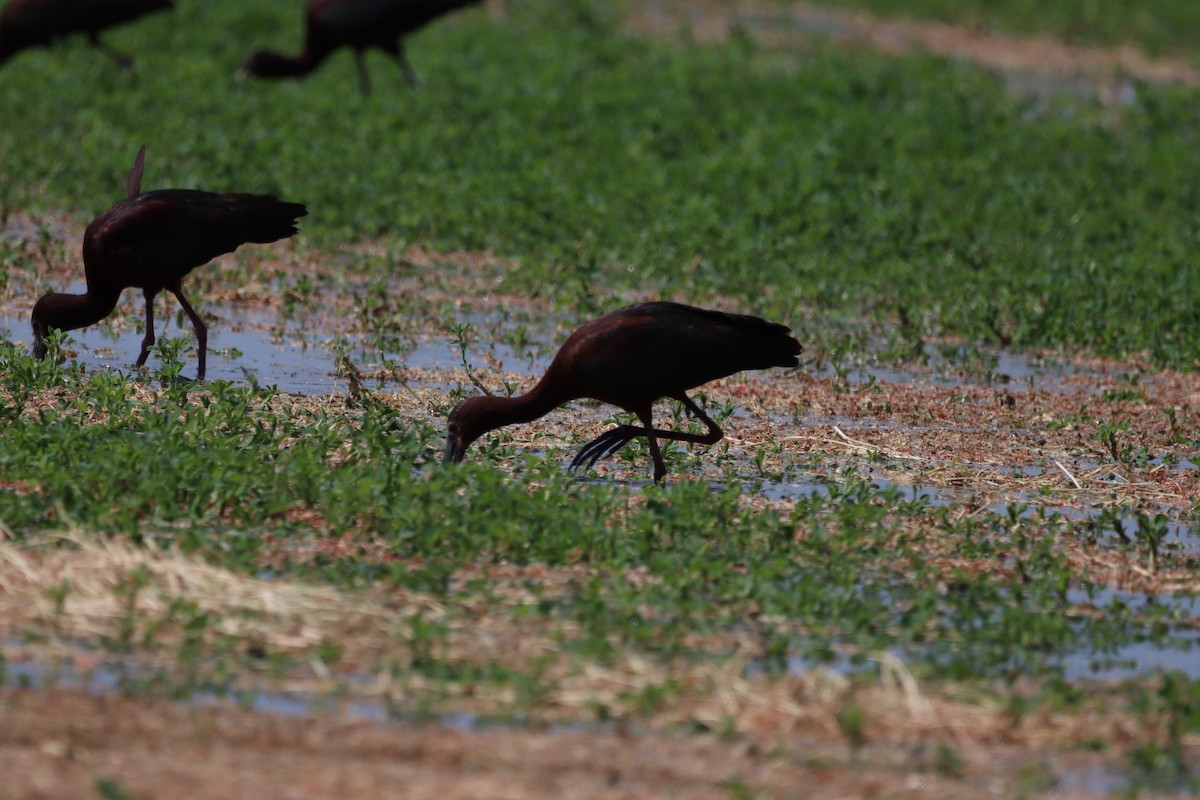 White-faced Ibis - ML639123362