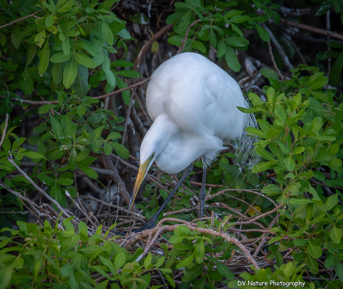 Цасч дэглий - ML639123381