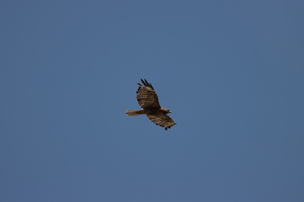 Red-tailed Hawk - ML639123422