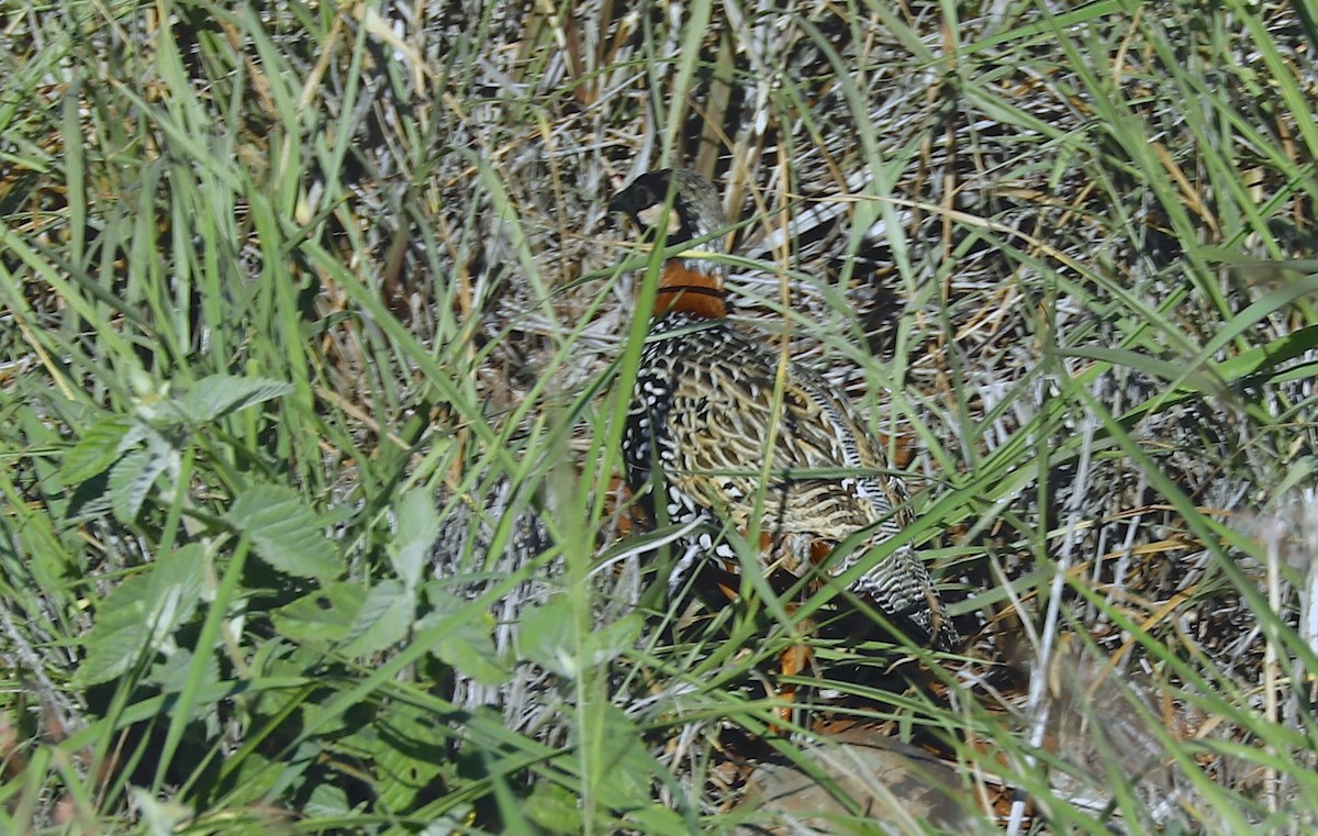 Black Francolin (Eastern) - ML639123476