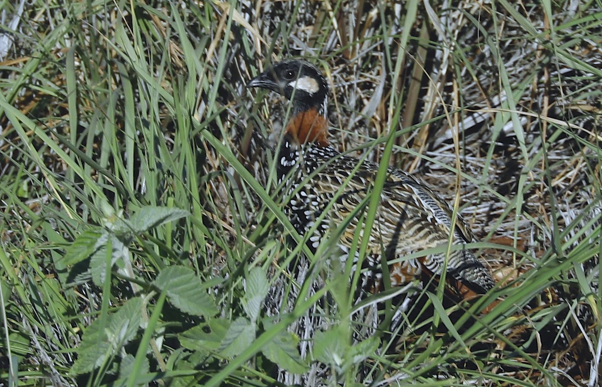 Black Francolin (Eastern) - ML639123492