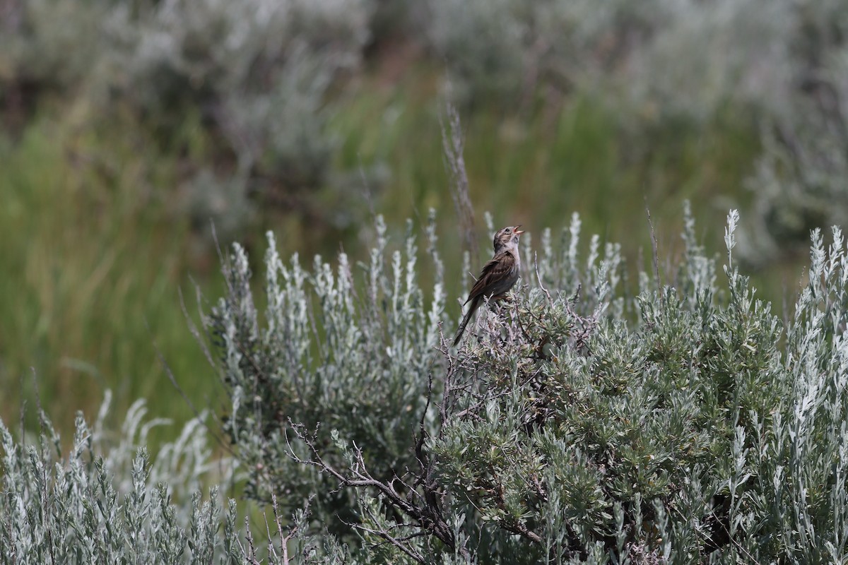 Brewer's Sparrow - ML639123499