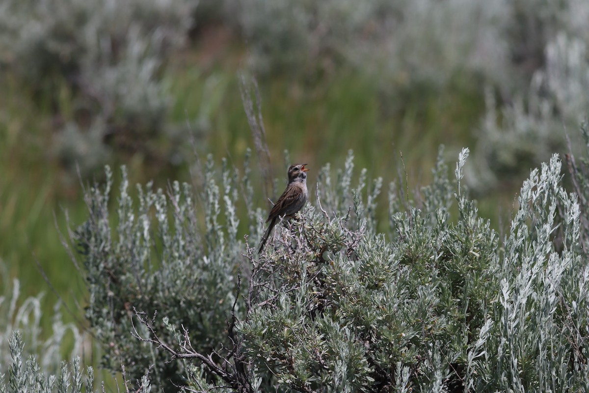 Brewer's Sparrow - ML639123504