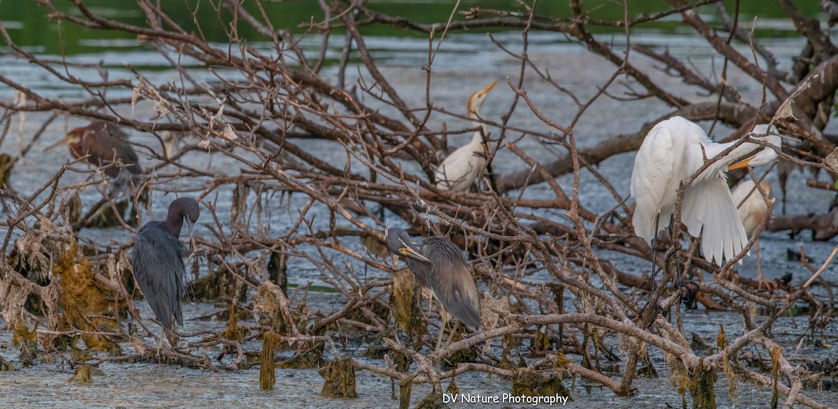 Little Blue Heron - ML639123514