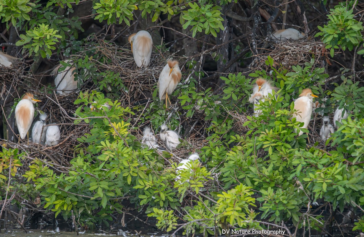 Western Cattle-Egret - ML639123556