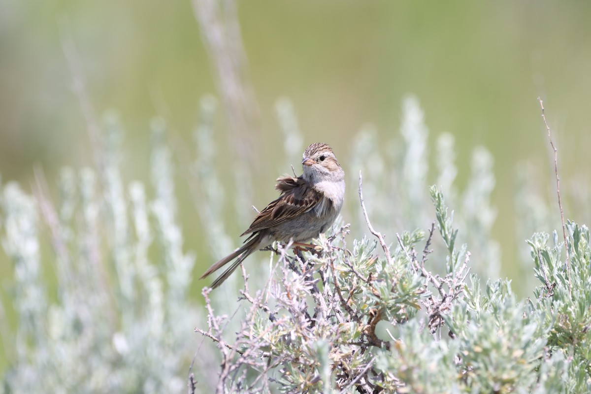 Brewer's Sparrow - ML639123557
