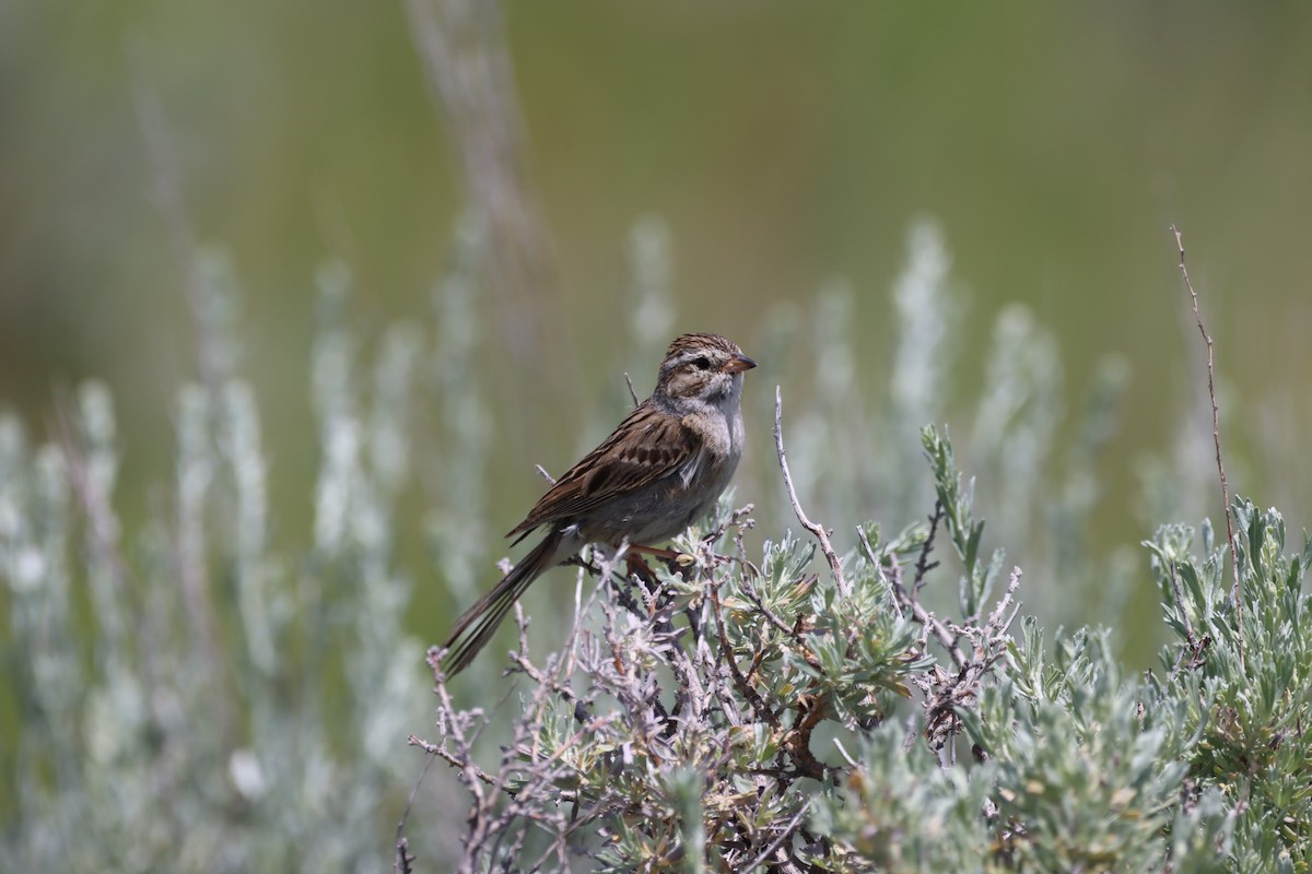 Brewer's Sparrow - ML639123560