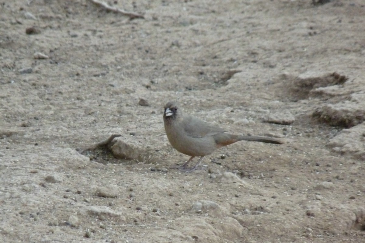 Abert's Towhee - ML639123573