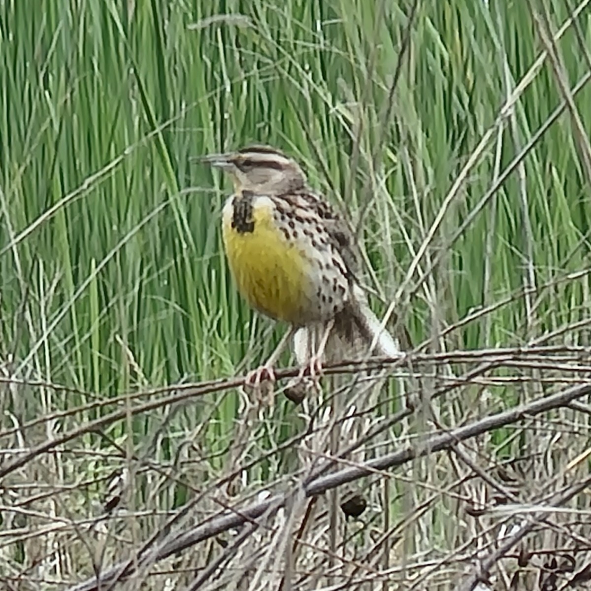 Eastern Meadowlark - ML639123653