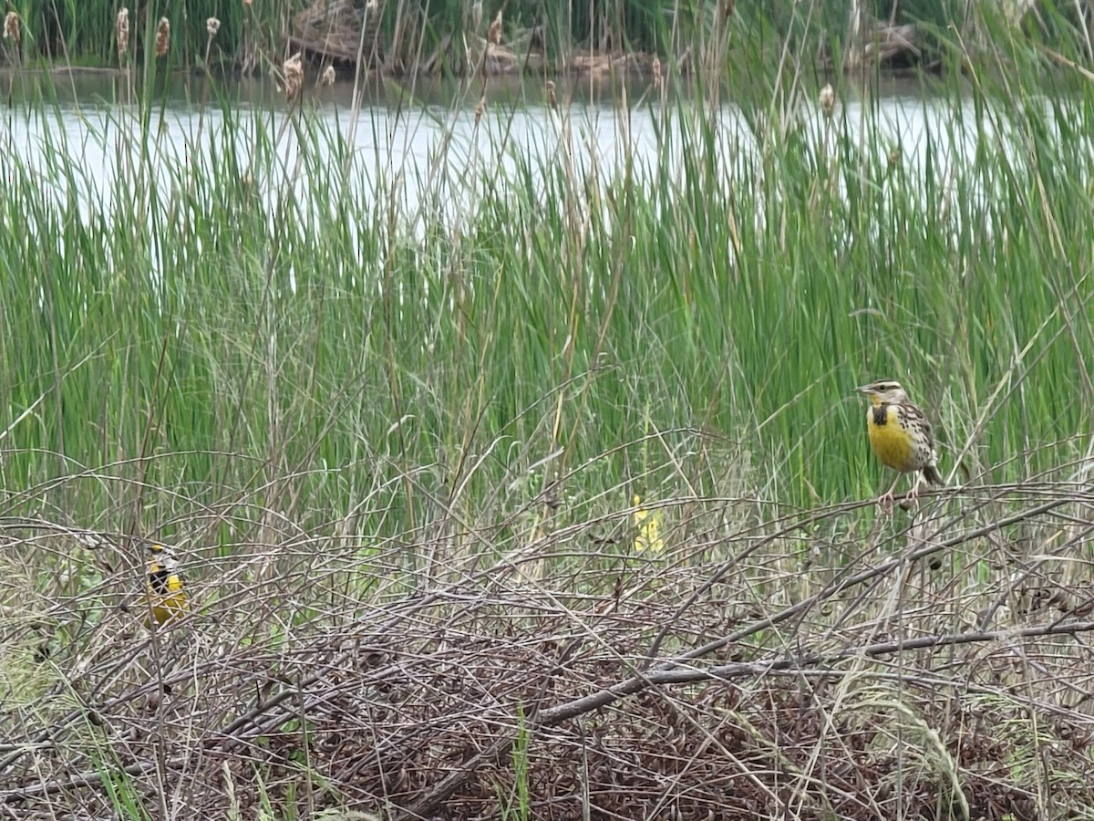 Eastern Meadowlark - ML639123654