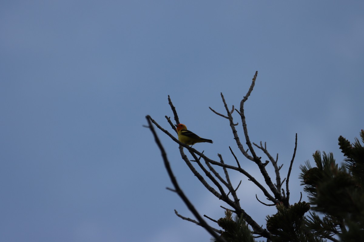 Western Tanager - ML639123675