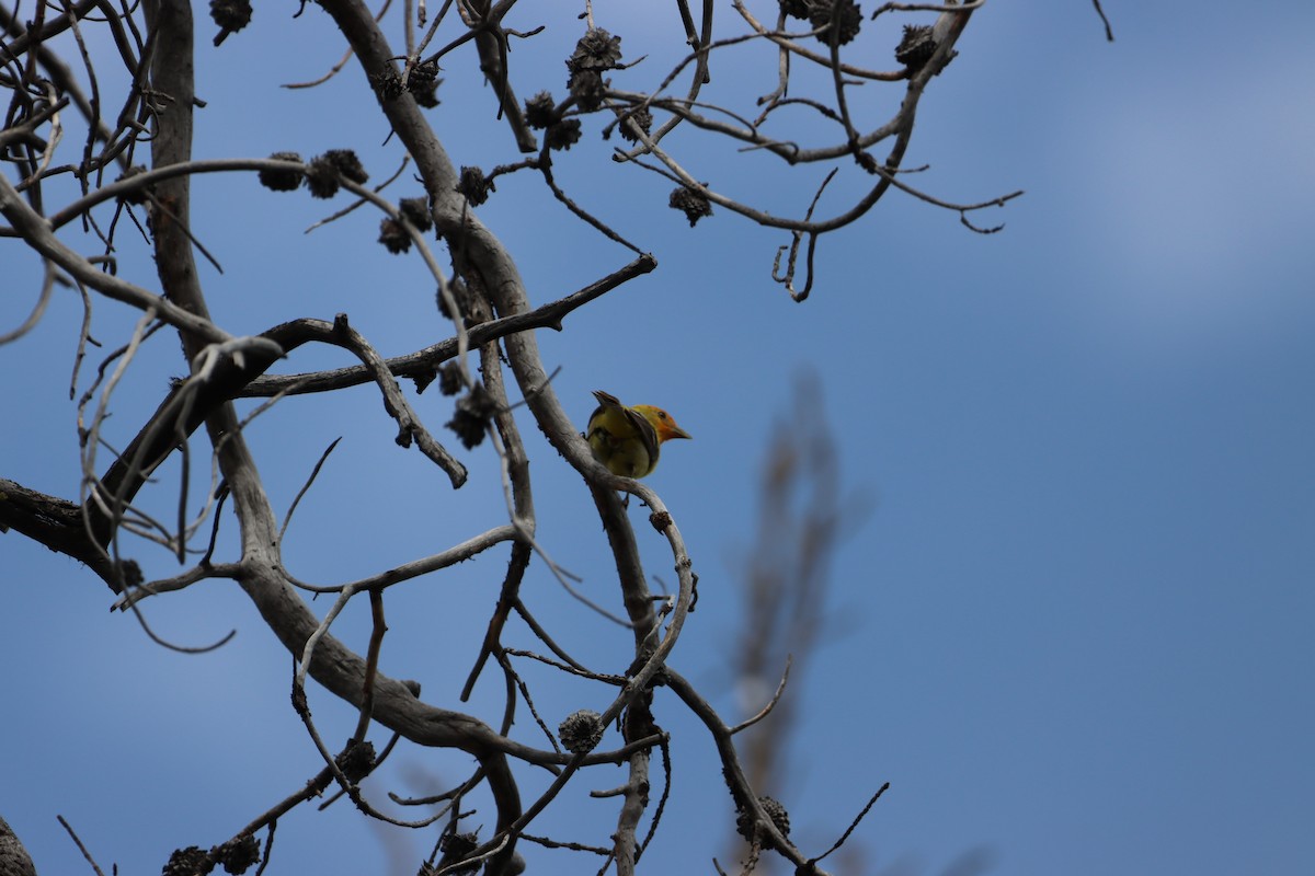 Western Tanager - ML639123683