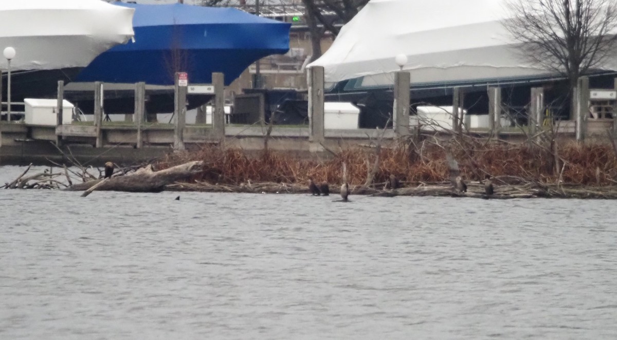 Double-crested Cormorant - ML639123685