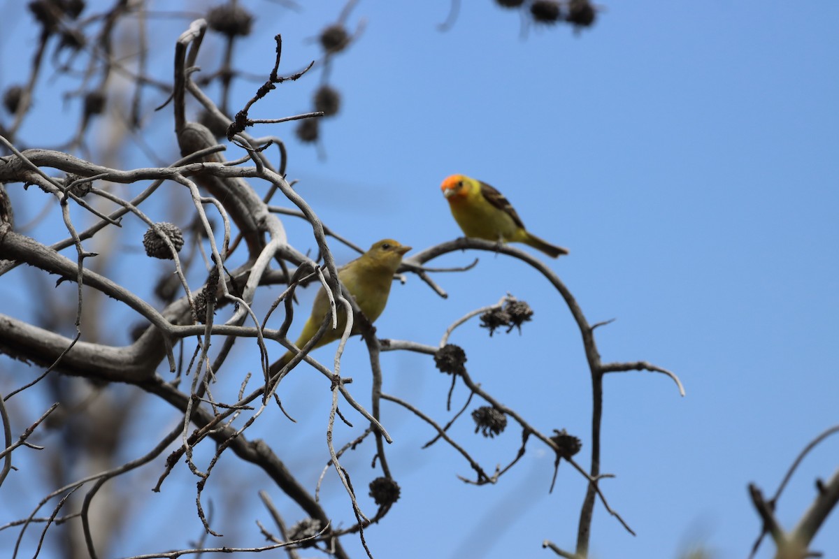 Western Tanager - ML639123686