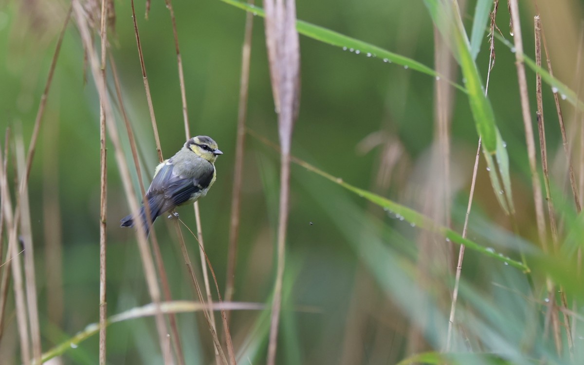 Өрнийн хөх бух - ML639123693