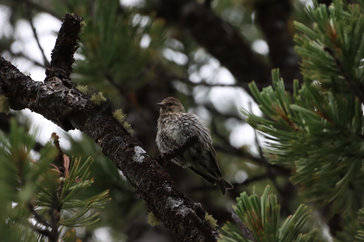 Pine Siskin - ML639123697