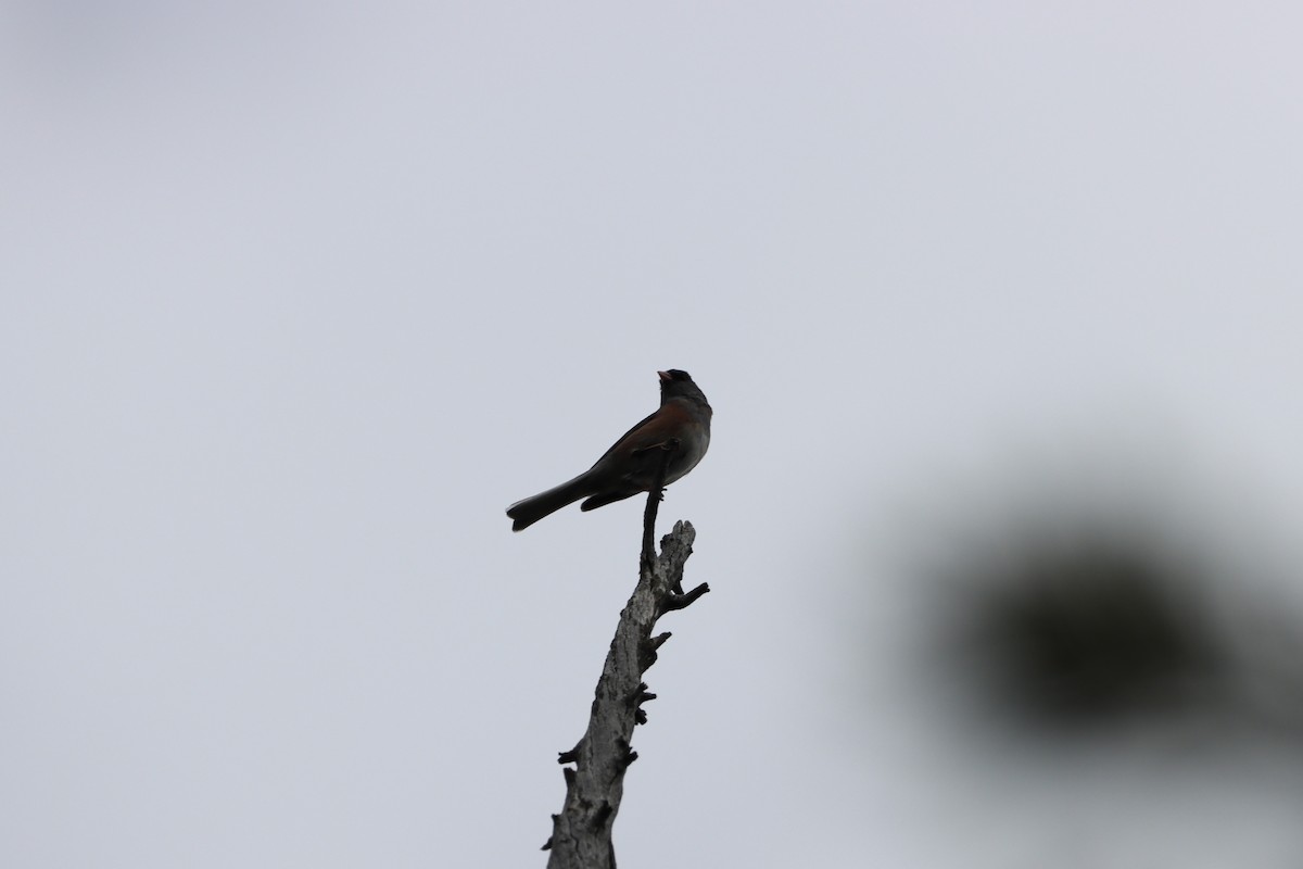 Dark-eyed Junco - ML639123712