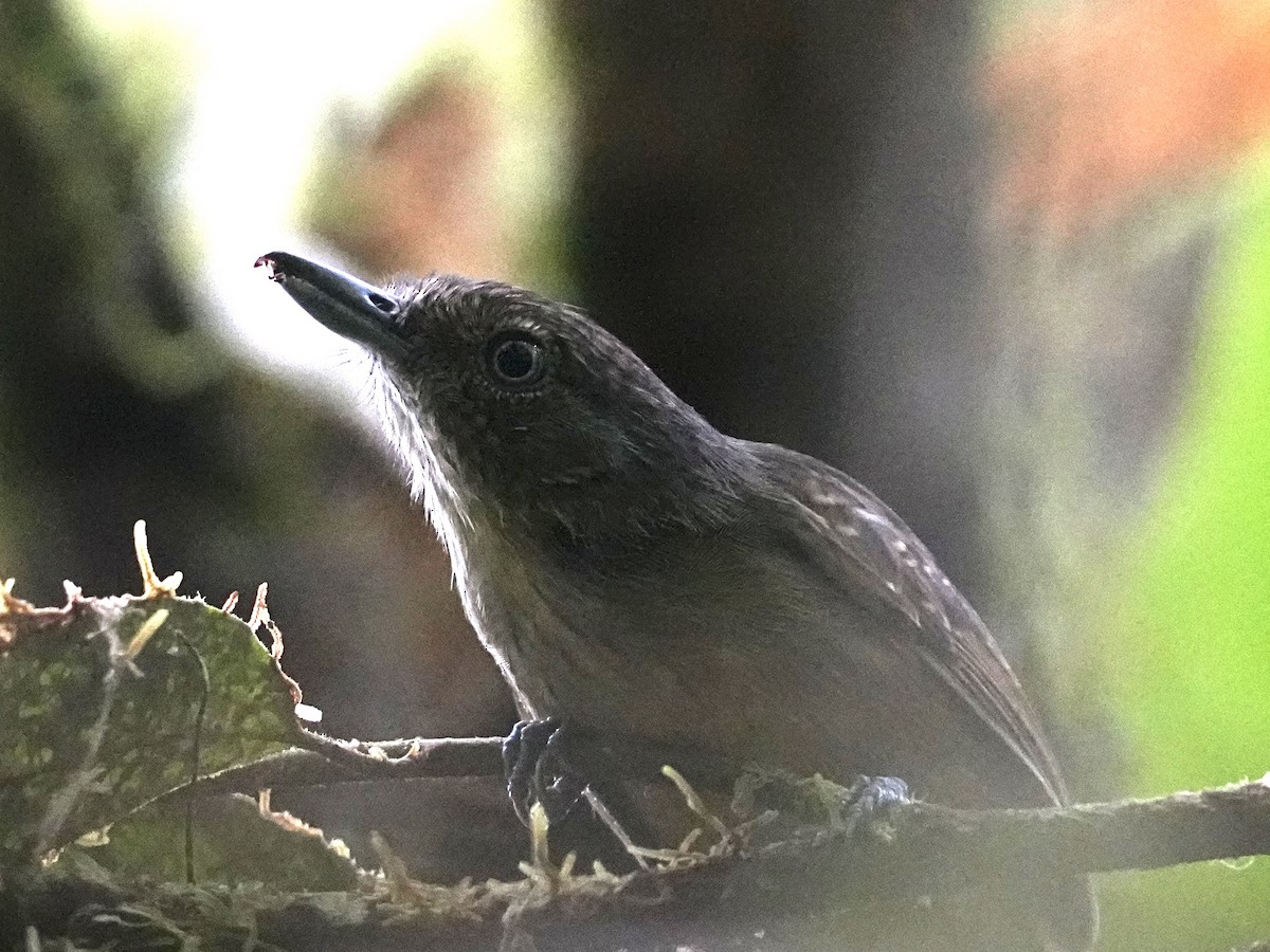 Spot-crowned Antvireo - ML639123714