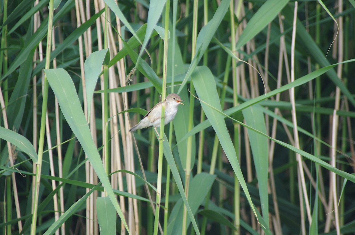 Common Reed Warbler - ML639123760