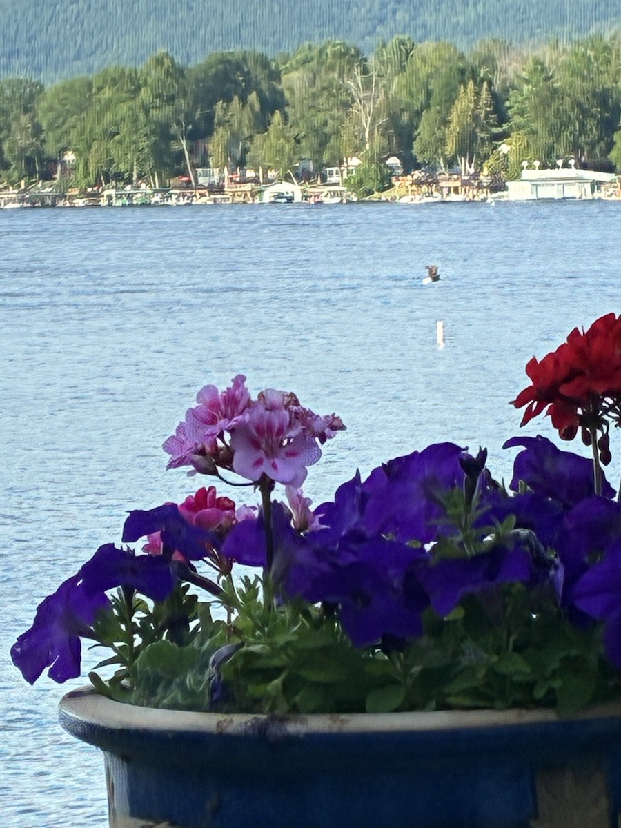 Bald Eagle - ML639123772