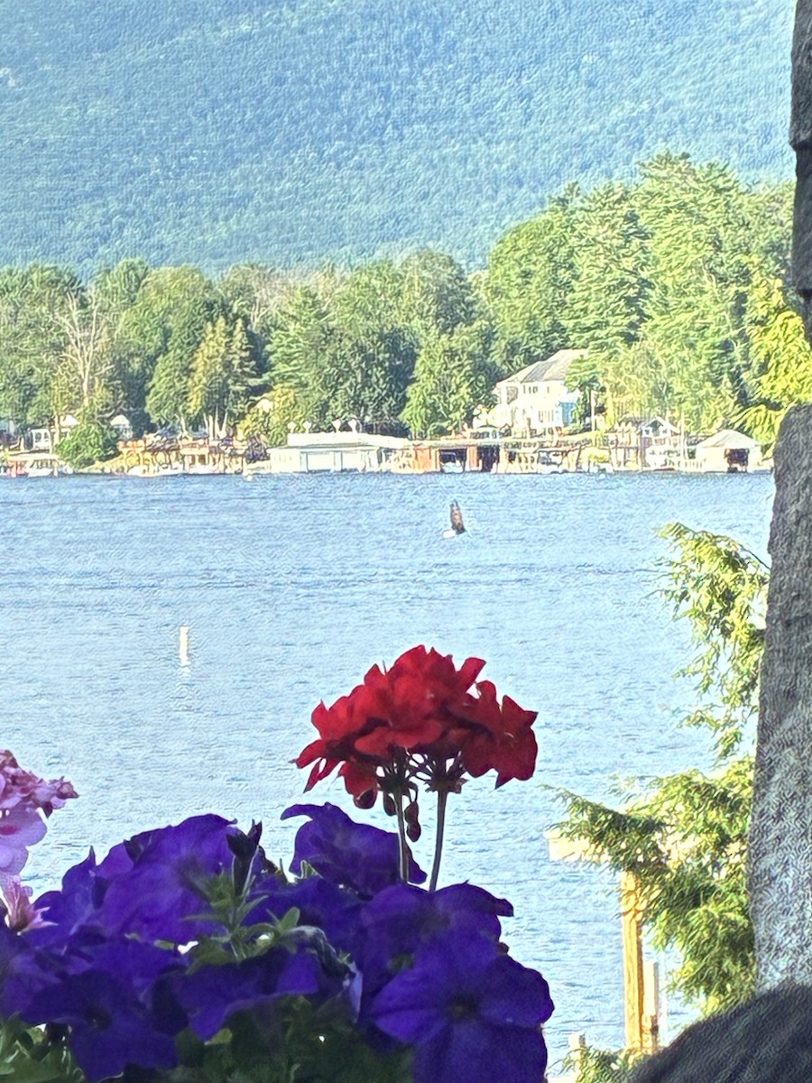 Bald Eagle - ML639123773