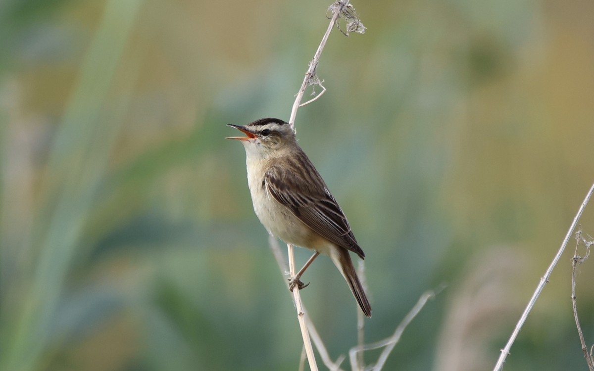 Улалжийн охил бялзуухай - ML639123788