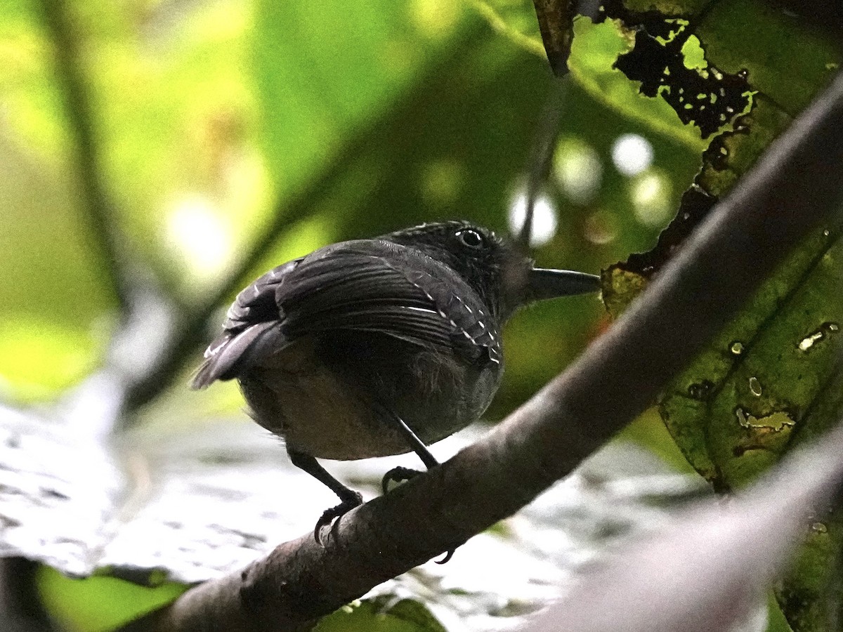 Spot-crowned Antvireo - ML639123810