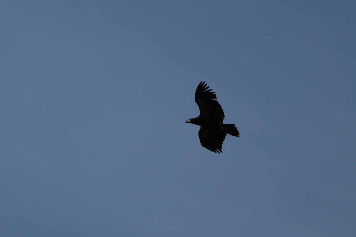 Bald Eagle - ML639123825