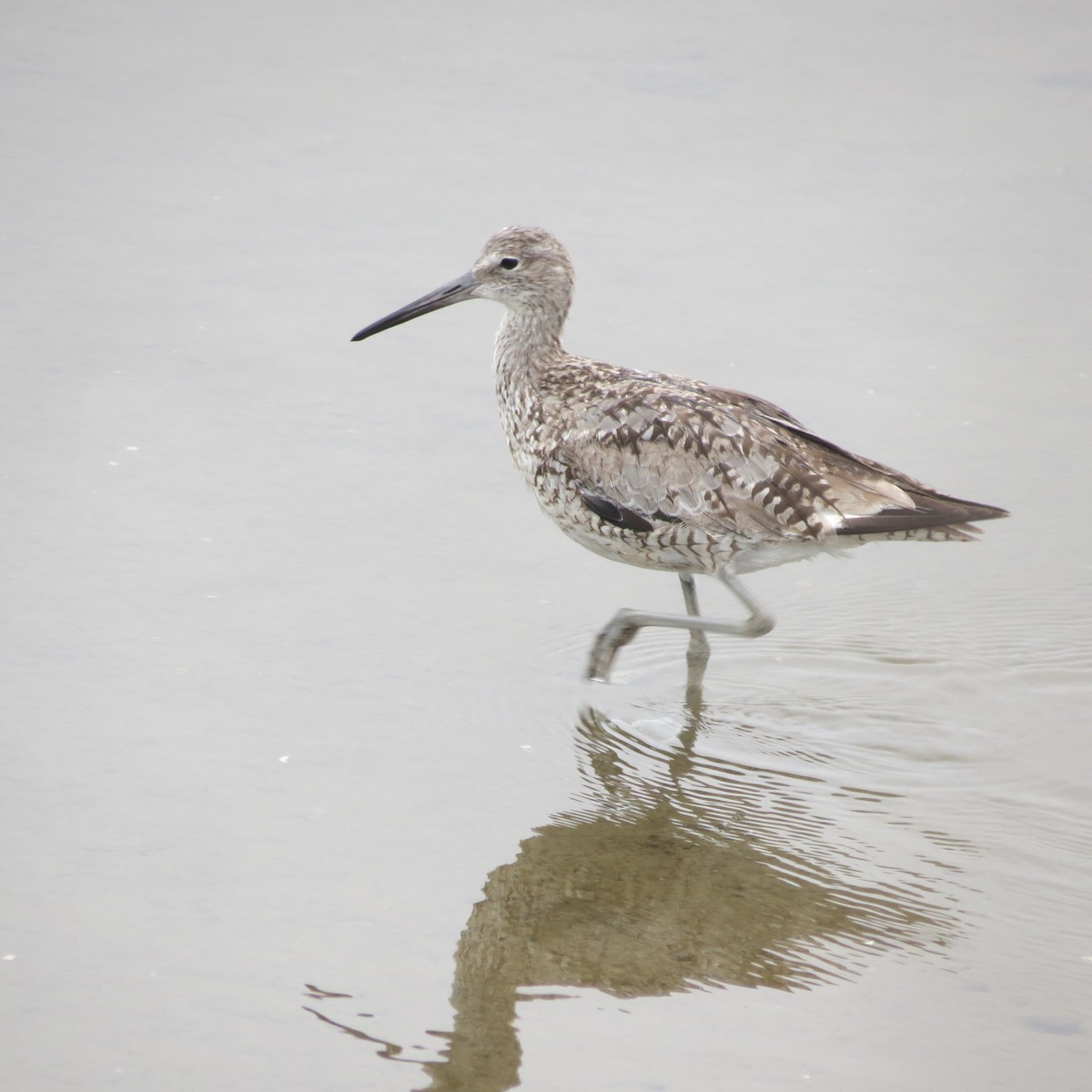 ハジロオオシギ - ML639123839