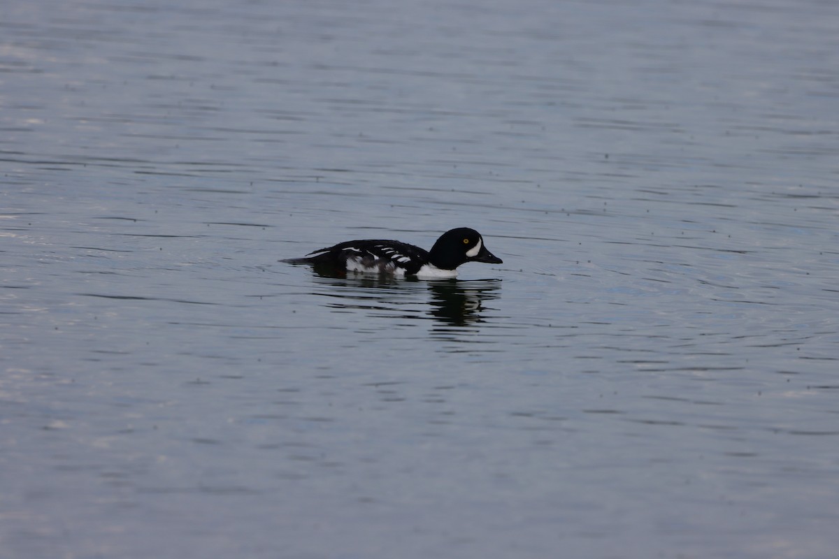 Barrow's Goldeneye - ML639123845