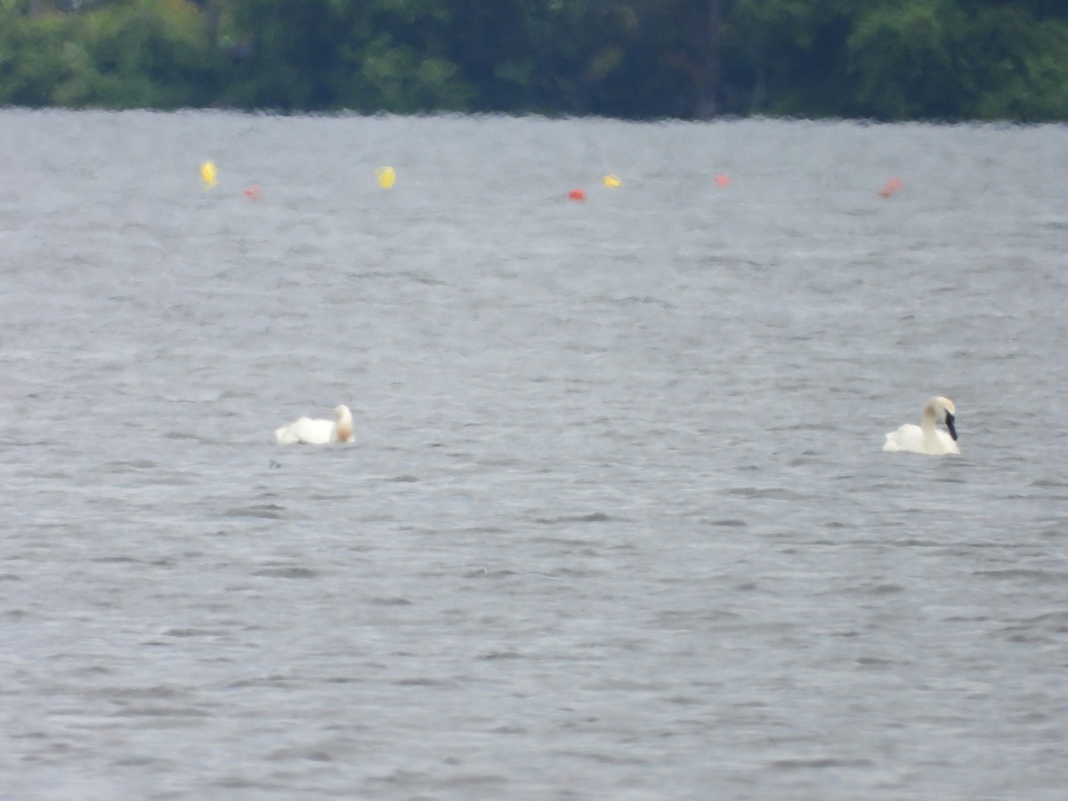 Trompeterschwan - ML639123848