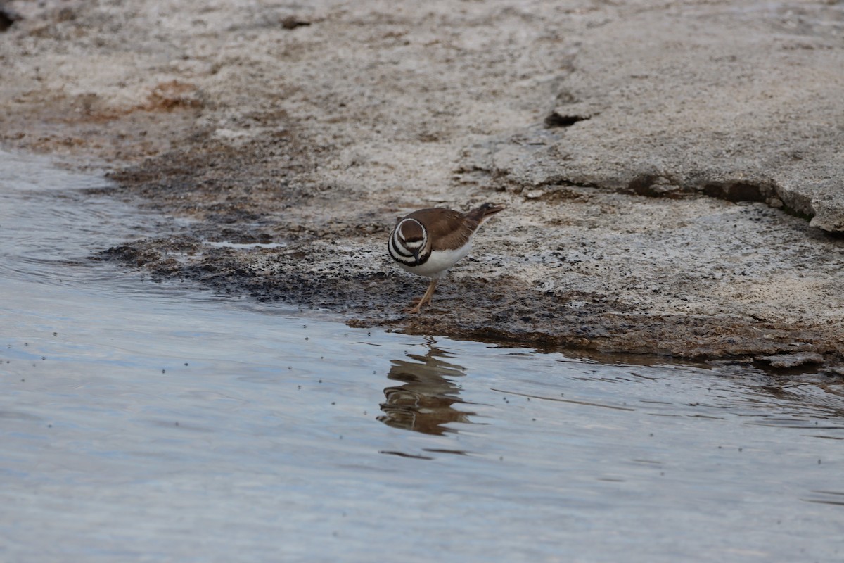 Killdeer - ML639123851