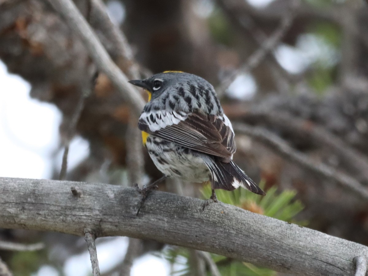 Yellow-rumped Warbler - ML639123866