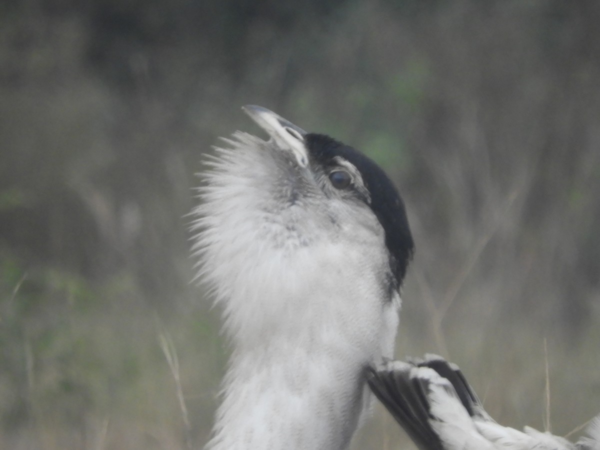 Australian Bustard - ML639123885