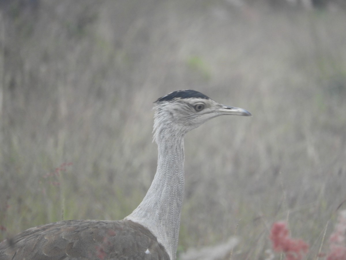 Australian Bustard - ML639123886