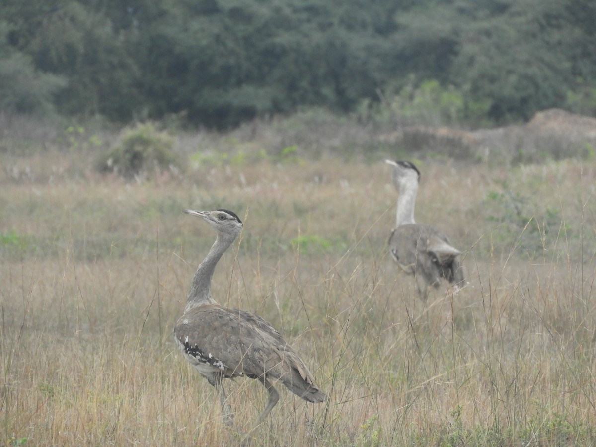 Australian Bustard - ML639123887