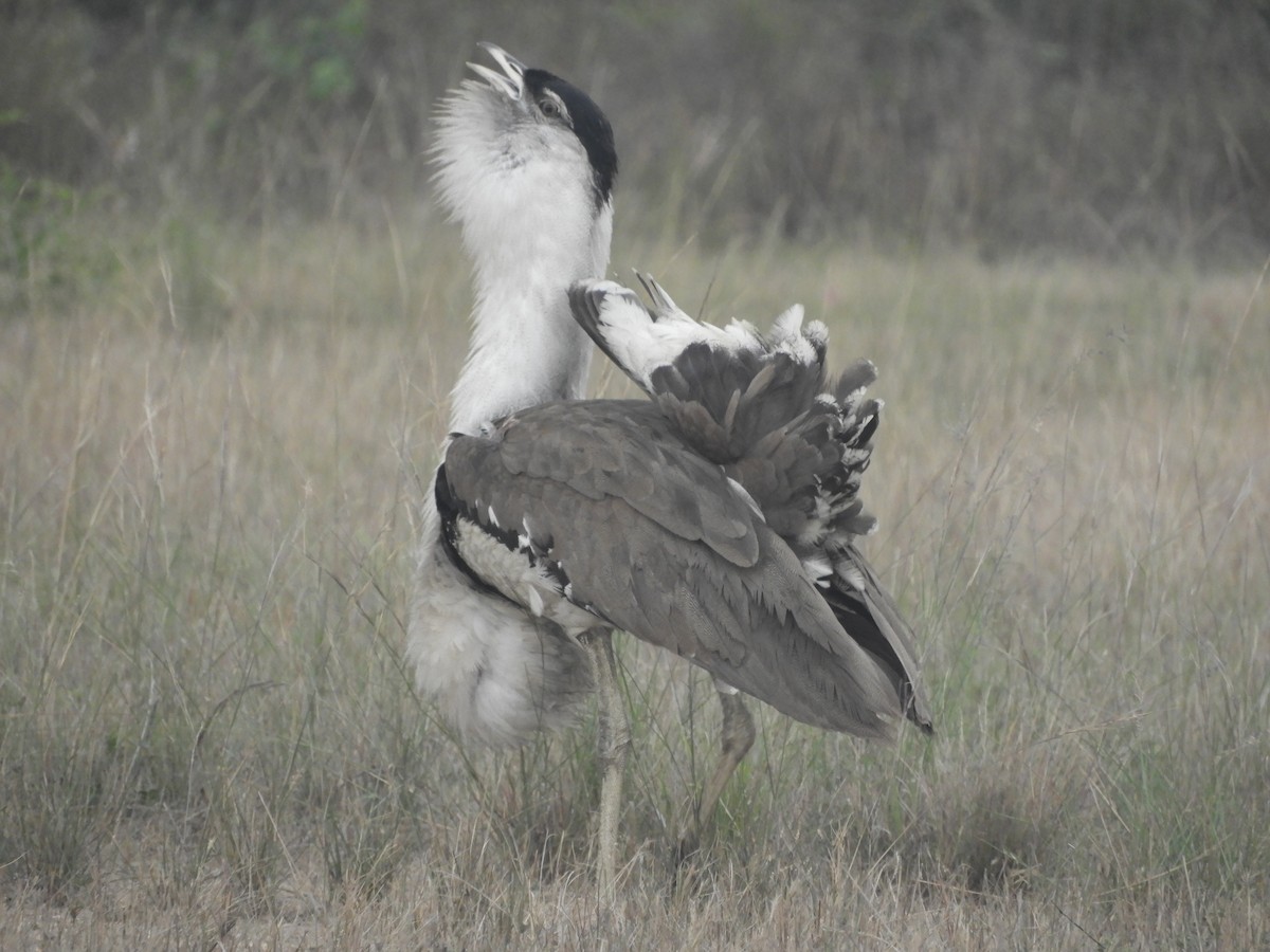 Australian Bustard - ML639123888