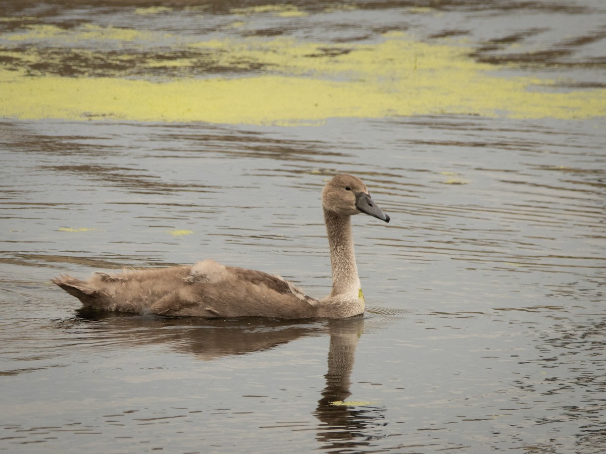 Mute Swan - ML639123917