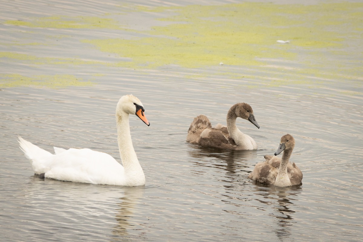 Mute Swan - ML639123918